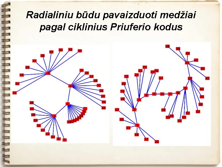 Radialiniu būdu pavaizduoti medžiai pagal ciklinius Priuferio kodus 