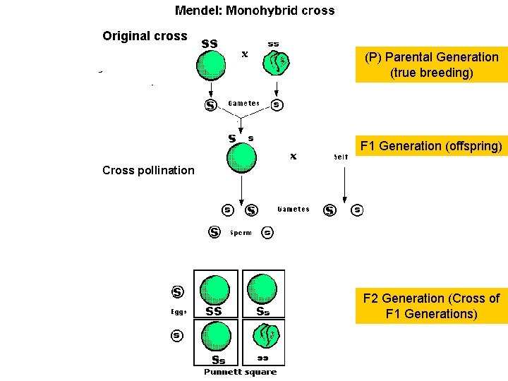 Original cross (P) Parental Generation (true breeding) F 1 Generation (offspring) Cross pollination F