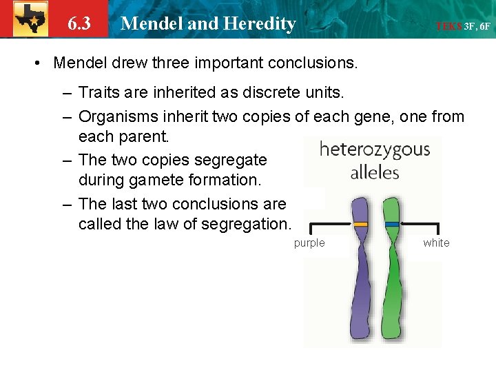 6. 3 Mendel and Heredity TEKS 3 F, 6 F • Mendel drew three