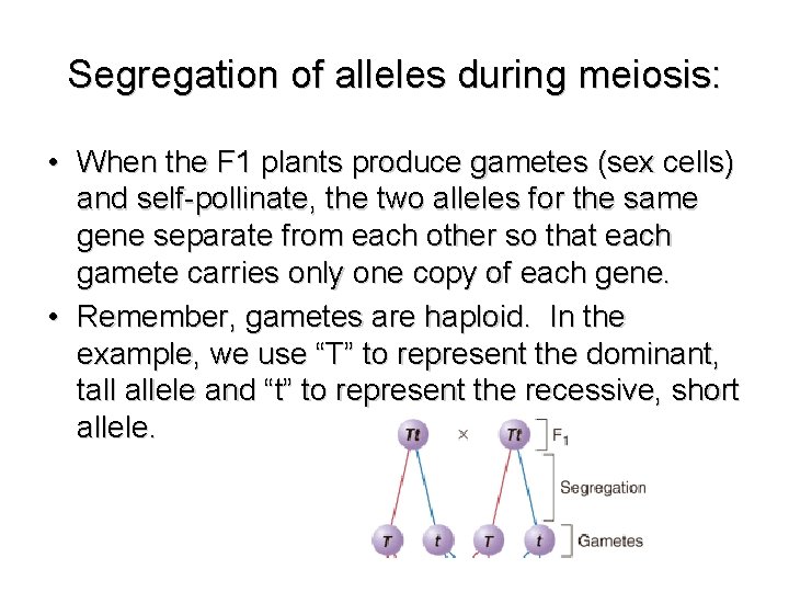 Segregation of alleles during meiosis: • When the F 1 plants produce gametes (sex