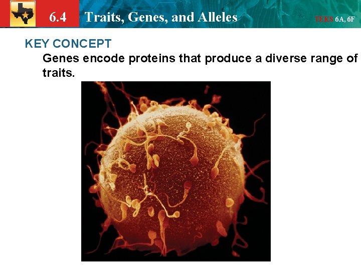 6. 4 Traits, Genes, and Alleles TEKS 6 A, 6 F KEY CONCEPT Genes