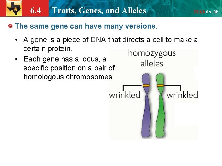 6. 4 Traits, Genes, and Alleles TEKS 6 A, 6 F The same gene
