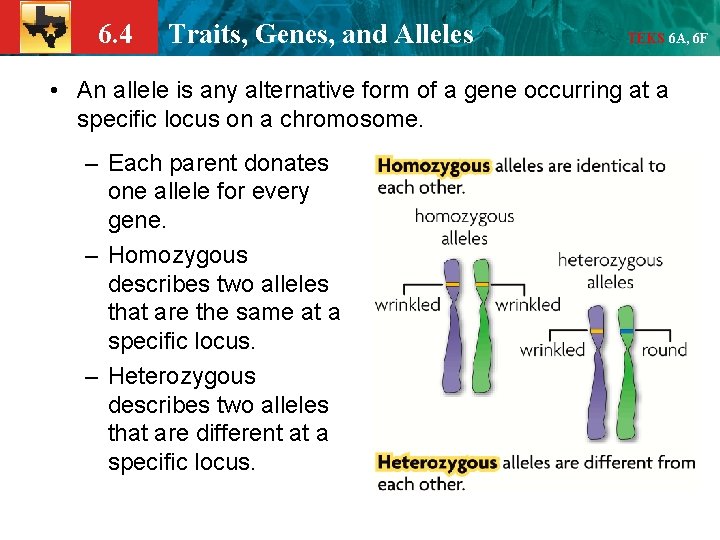 6. 4 Traits, Genes, and Alleles TEKS 6 A, 6 F • An allele