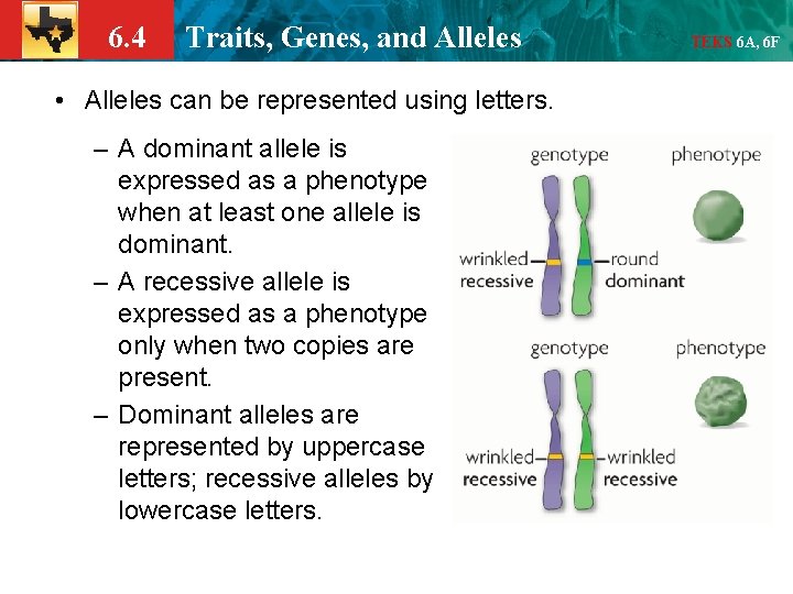 6. 4 Traits, Genes, and Alleles • Alleles can be represented using letters. –