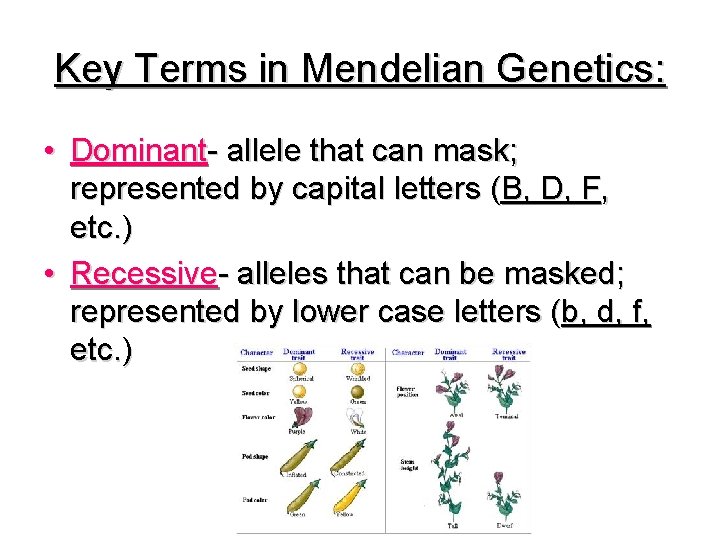 Key Terms in Mendelian Genetics: • Dominant- allele that can mask; represented by capital