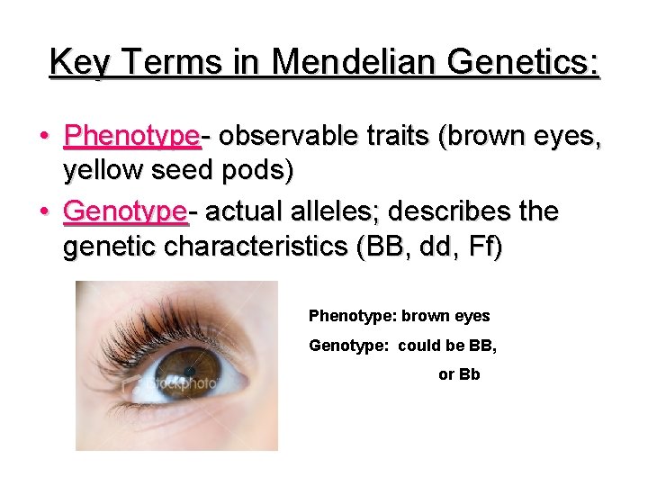 Key Terms in Mendelian Genetics: • Phenotype- observable traits (brown eyes, yellow seed pods)