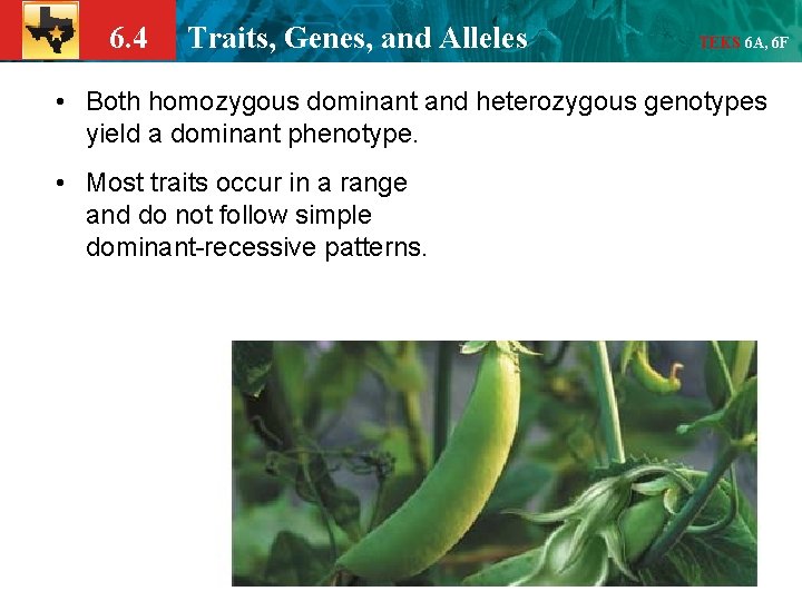 6. 4 Traits, Genes, and Alleles TEKS 6 A, 6 F • Both homozygous