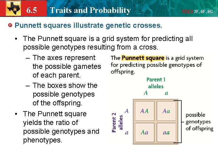 6. 5 Traits and Probability TEKS 3 F, 6 G Punnett squares illustrate genetic