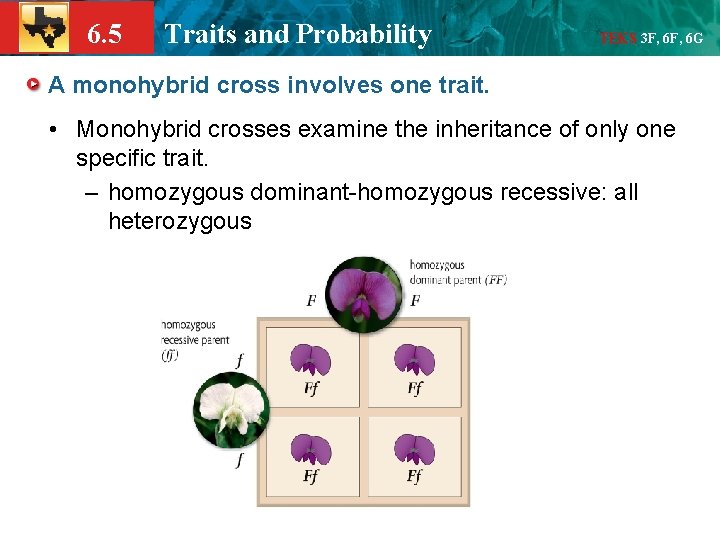 6. 5 Traits and Probability TEKS 3 F, 6 G A monohybrid cross involves