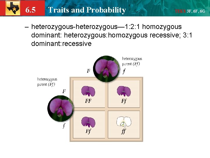 6. 5 Traits and Probability TEKS 3 F, 6 G – heterozygous-heterozygous— 1: 2: