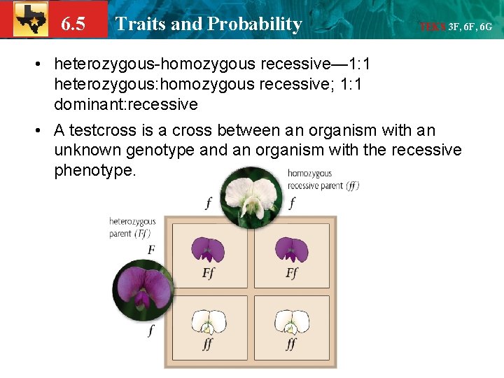 6. 5 Traits and Probability TEKS 3 F, 6 G • heterozygous-homozygous recessive— 1: