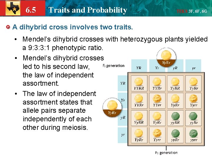6. 5 Traits and Probability TEKS 3 F, 6 G A dihybrid cross involves