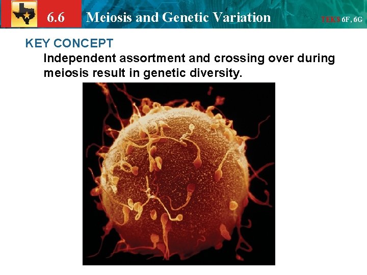 6. 6 Meiosis and Genetic Variation TEKS 6 F, 6 G KEY CONCEPT Independent
