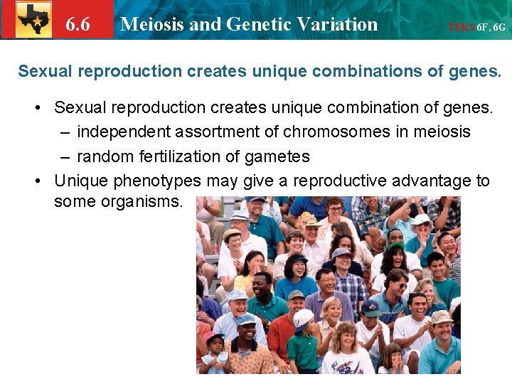 6. 6 Meiosis and Genetic Variation TEKS 6 F, 6 G Sexual reproduction creates