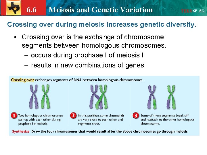 6. 6 Meiosis and Genetic Variation TEKS 6 F, 6 G Crossing over during