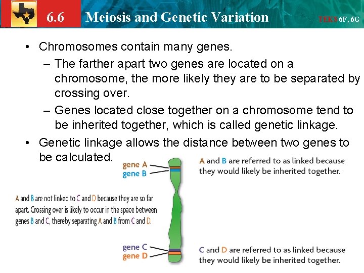 6. 6 Meiosis and Genetic Variation TEKS 6 F, 6 G • Chromosomes contain