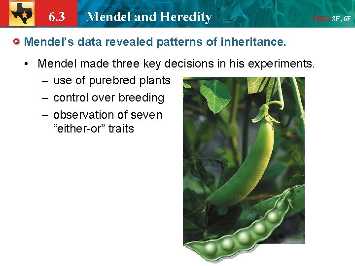 6. 3 Mendel and Heredity TEKS 3 F, 6 F Mendel’s data revealed patterns