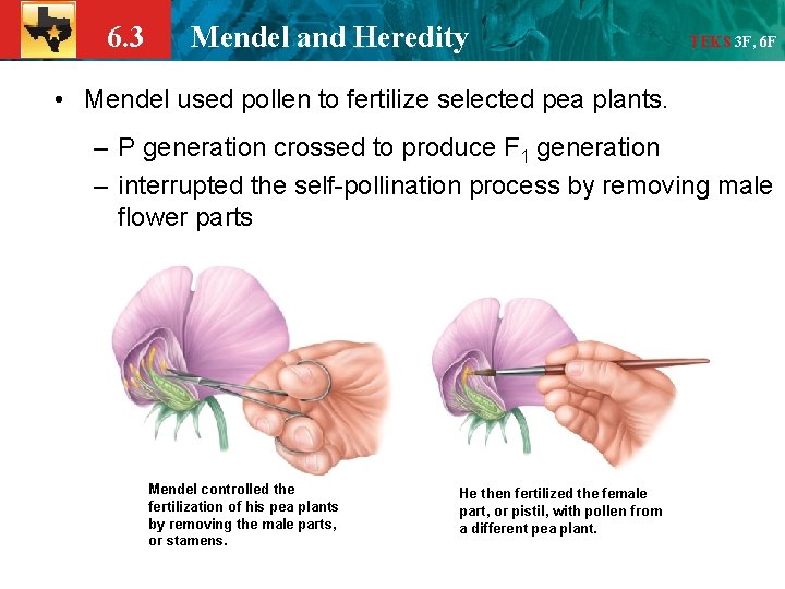 6. 3 Mendel and Heredity TEKS 3 F, 6 F • Mendel used pollen