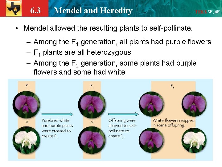 6. 3 Mendel and Heredity TEKS 3 F, 6 F • Mendel allowed the