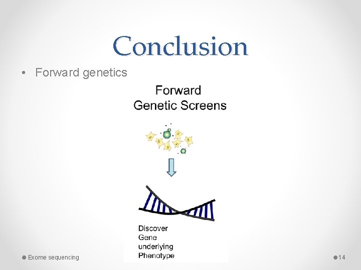 Conclusion • Forward genetics Exome sequencing 14 Conclusion • Forward genetics Exome sequencing 14