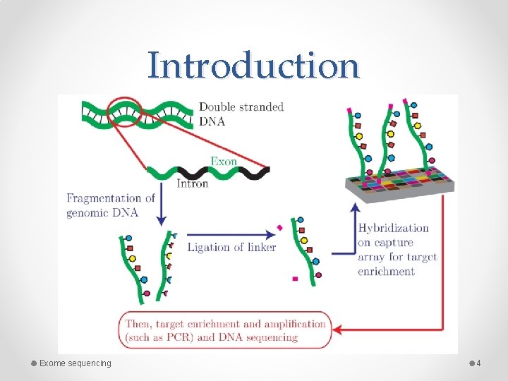 Introduction Exome sequencing 4 Introduction Exome sequencing 4