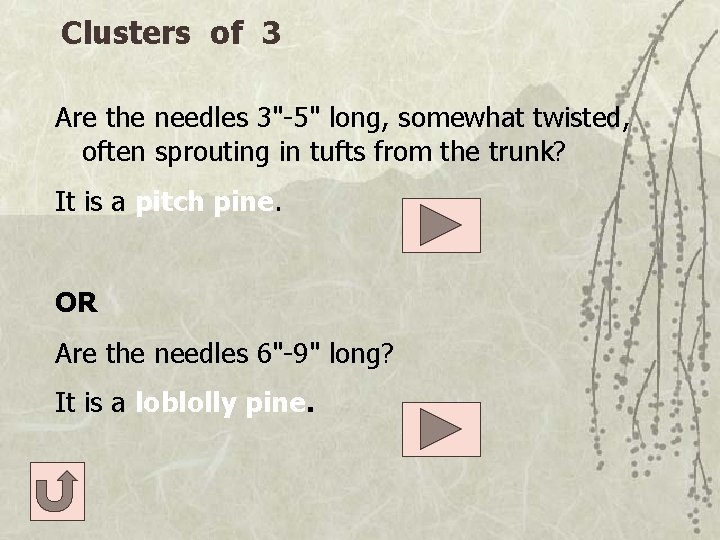 Clusters of 3 Are the needles 3"-5" long, somewhat twisted, often sprouting in tufts