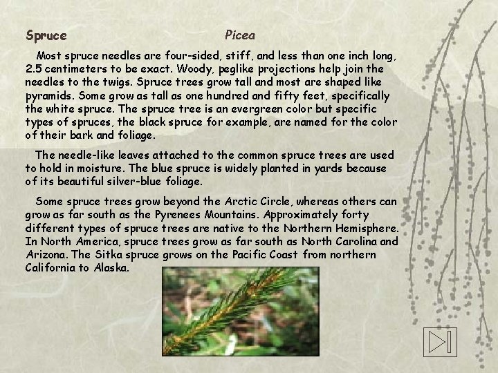 Spruce Picea Most spruce needles are four-sided, stiff, and less than one inch long,