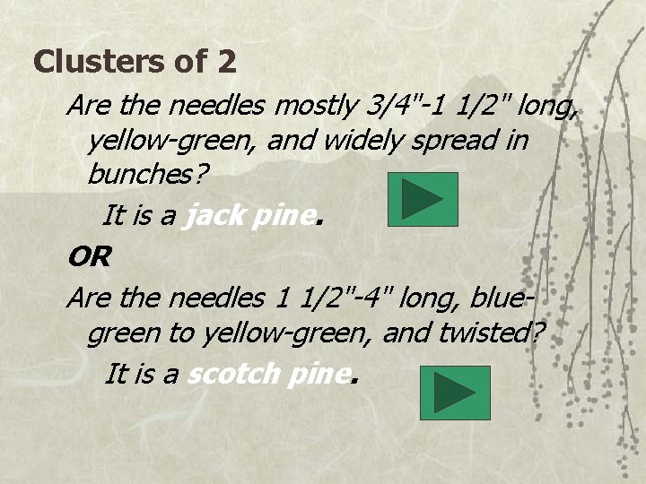 Clusters of 2 Are the needles mostly 3/4"-1 1/2" long, yellow-green, and widely spread