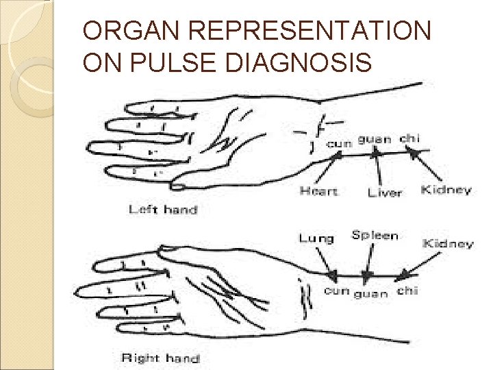 ORGAN REPRESENTATION ON PULSE DIAGNOSIS ORGAN REPRESENTATION ON PULSE DIAGNOSIS