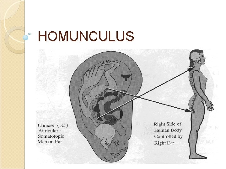 HOMUNCULUS HOMUNCULUS