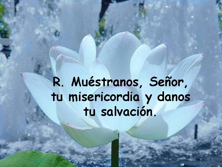 R. Muéstranos, Señor, tu misericordia y danos tu salvación. 
