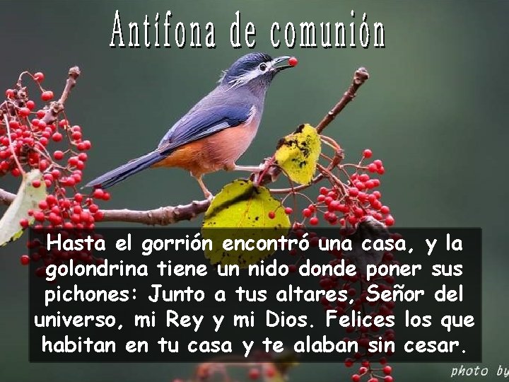 Hasta el gorrión encontró una casa, y la golondrina tiene un nido donde poner