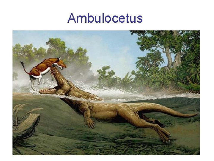 Ambulocetus 
