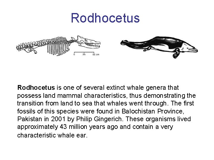 Rodhocetus is one of several extinct whale genera that possess land mammal characteristics, thus