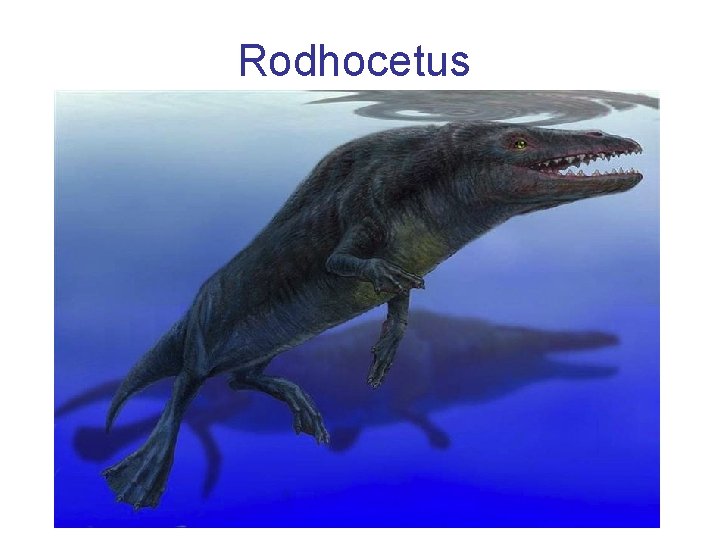 Rodhocetus 