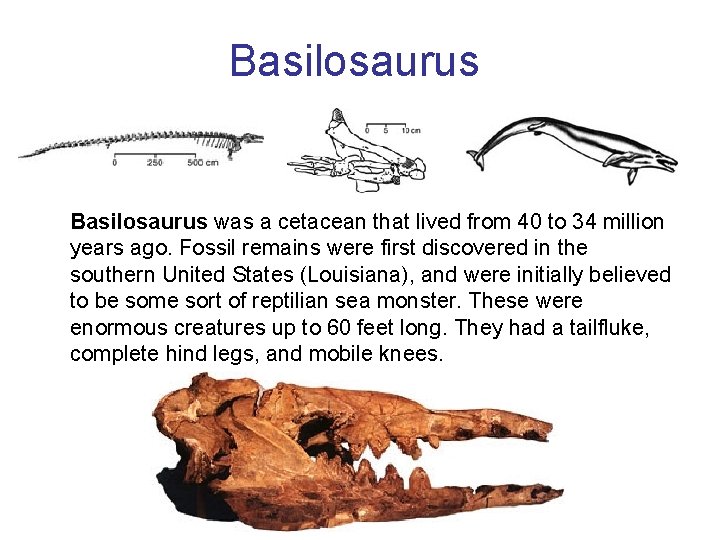 Basilosaurus was a cetacean that lived from 40 to 34 million years ago. Fossil