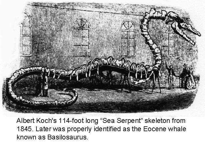 Albert Koch's 114 -foot long “Sea Serpent” skeleton from 1845. Later was properly identified