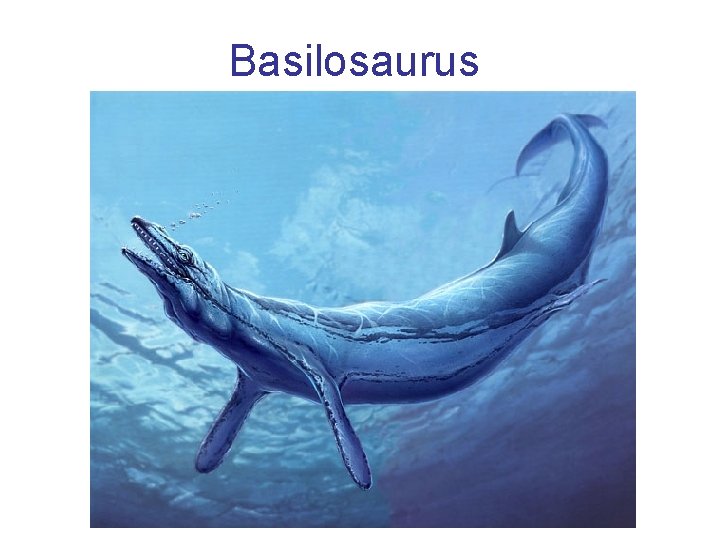 Basilosaurus 