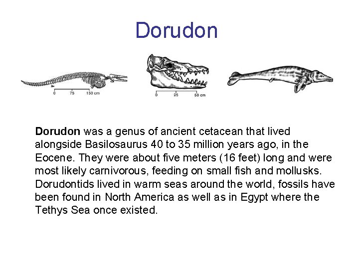 Dorudon was a genus of ancient cetacean that lived alongside Basilosaurus 40 to 35