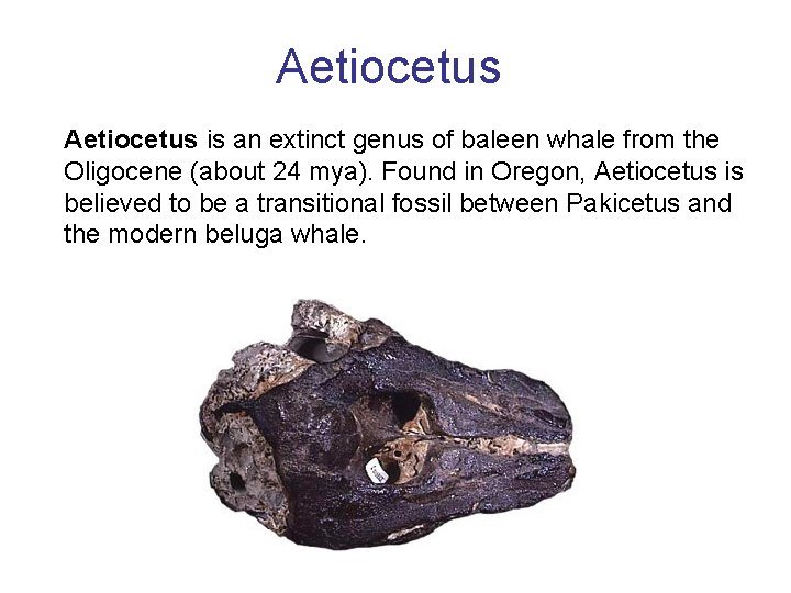 Aetiocetus is an extinct genus of baleen whale from the Oligocene (about 24 mya).