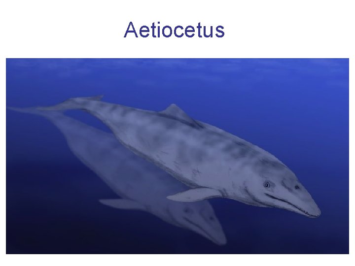 Aetiocetus 
