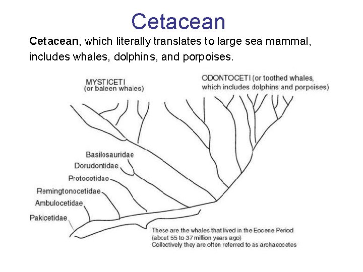Cetacean, which literally translates to large sea mammal, includes whales, dolphins, and porpoises. 