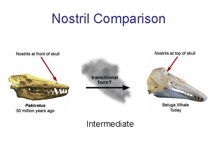 Nostril Comparison Intermediate 