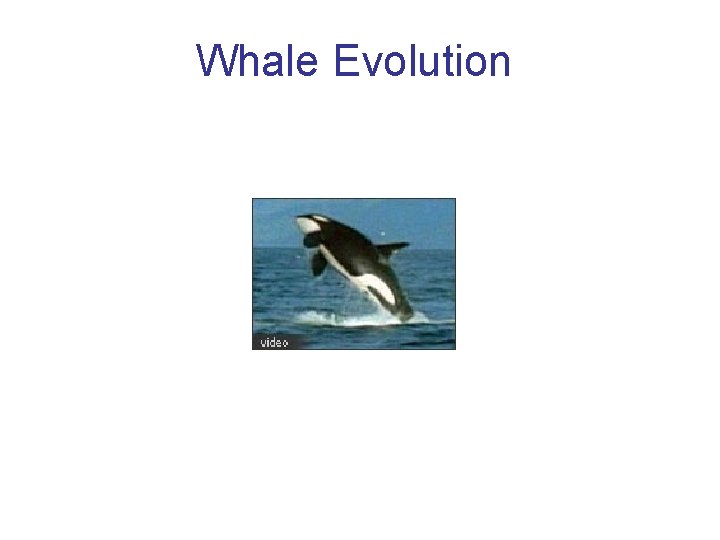 Whale Evolution 