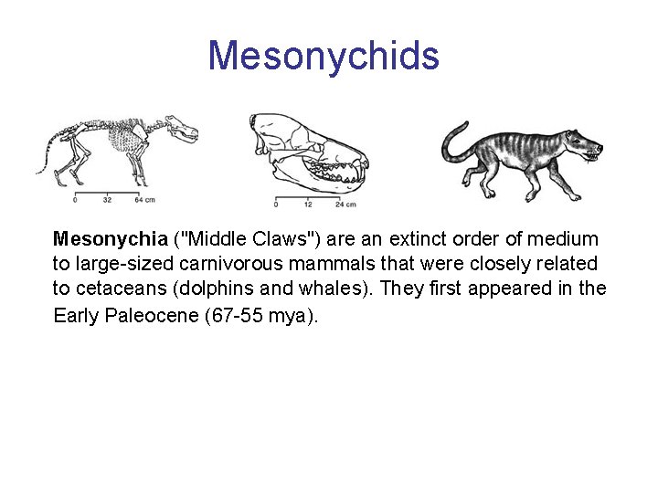Mesonychids Mesonychia ("Middle Claws") are an extinct order of medium to large-sized carnivorous mammals