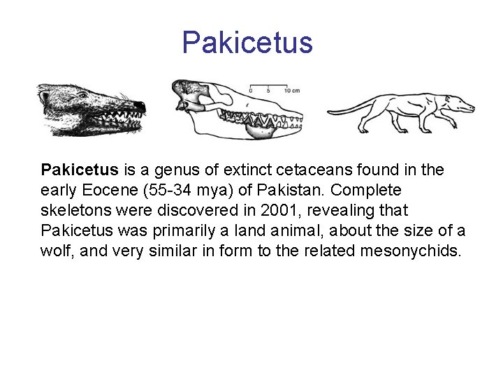 Pakicetus is a genus of extinct cetaceans found in the early Eocene (55 -34
