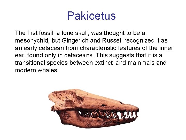 Pakicetus The first fossil, a lone skull, was thought to be a mesonychid, but