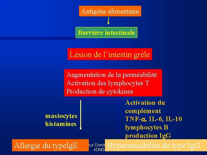 Antigène alimentaire Barrière intestinale Lésion de l’intestin grèle Augmentation de la perméabilité Activation des