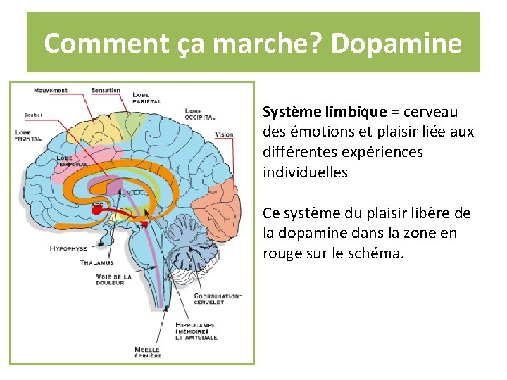 Comment ça marche? Dopamine Système limbique = cerveau des émotions et plaisir liée aux