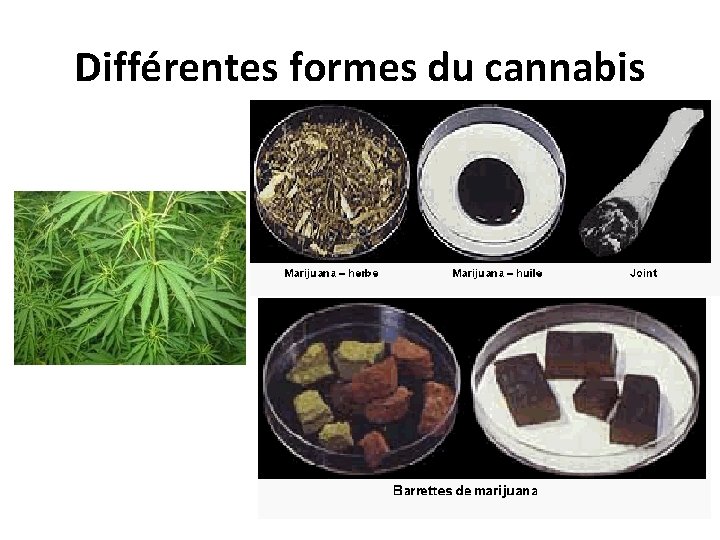 Différentes formes du cannabis 